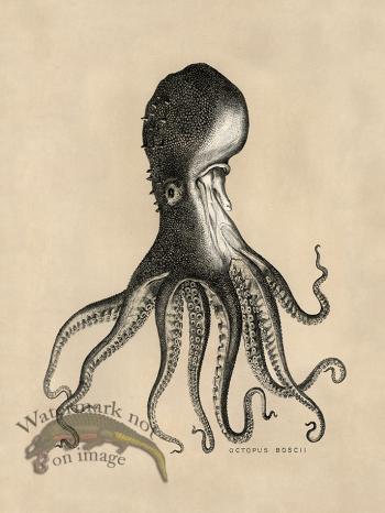 Octopus Tan 16